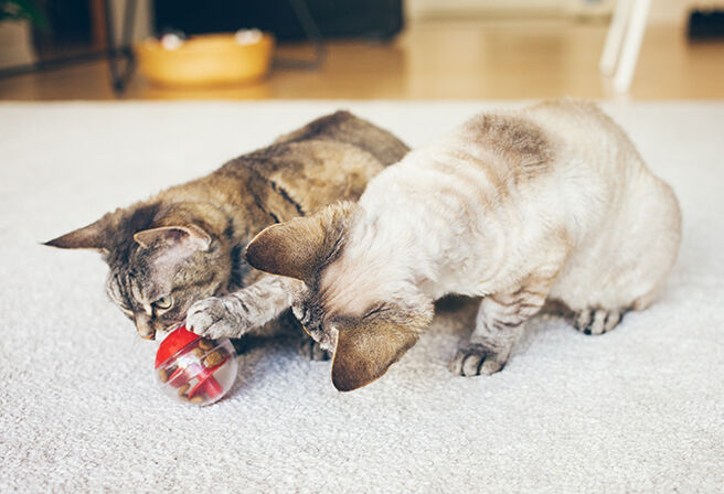 two cats playing with treat dispensing ball toy